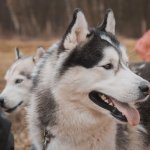 5 Things to Do After a Dog Bite